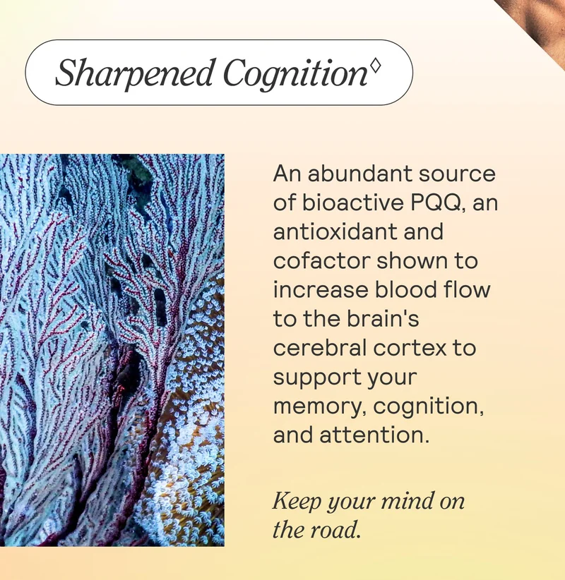 Sharpened Cognition♢  An abundant source of bioactive PQQ, an antioxidant and cofactor shown to increase blood flow to the brain's cerebral cortex to support your memory, cognition, and attention.   Keep your mind on the road.