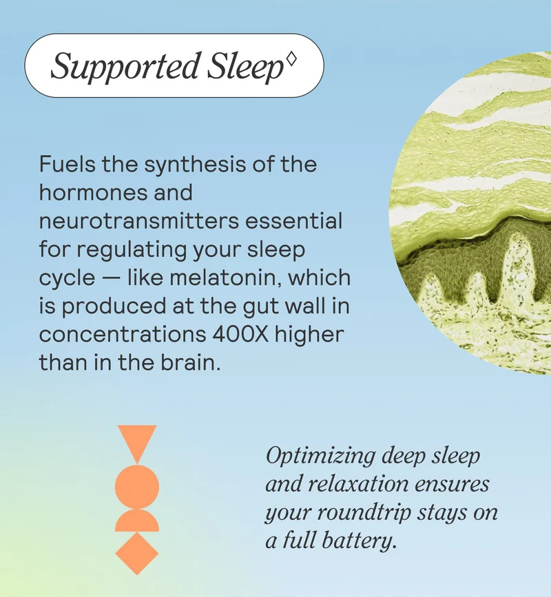 Supported Sleep♢  Fuels the synthesis of the hormones and neurotransmitters essential for regulating your sleep cycle — like melatonin, which is produced at the gut wall in concentrations 400X higher than in the brain.  Optimizing deep sleep and relaxation ensures your roundtrip stays on a full battery.