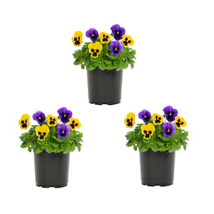 Up to 25% Off Select Plants
