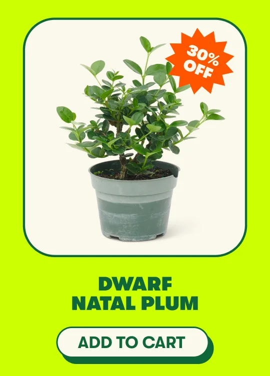 Dwarf Natal Plum [ADD TO CART]