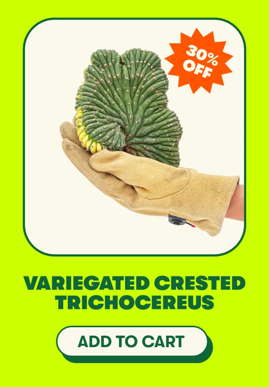 Variegated Crested Trichocereus [ADD TO CART]