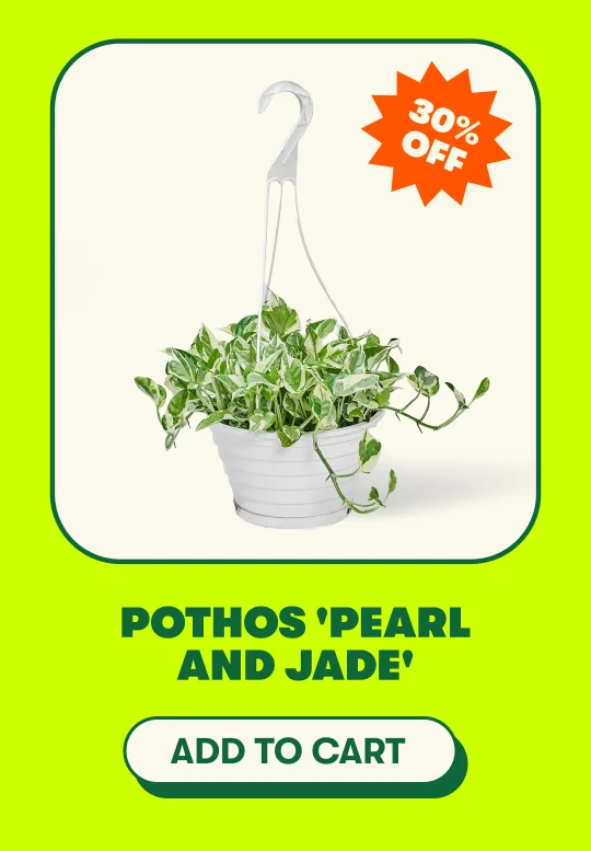 Pothos 'Pearl and Jade' [ADD TO CART]