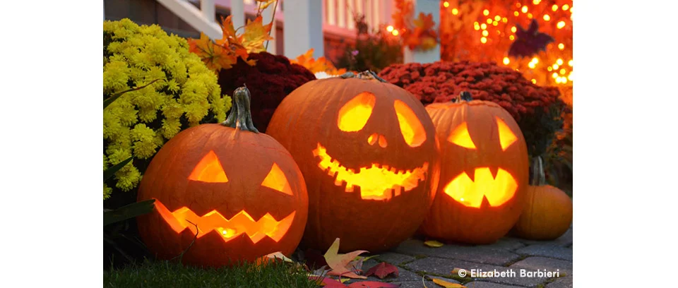 Photographing pumpkins from harvest to home.