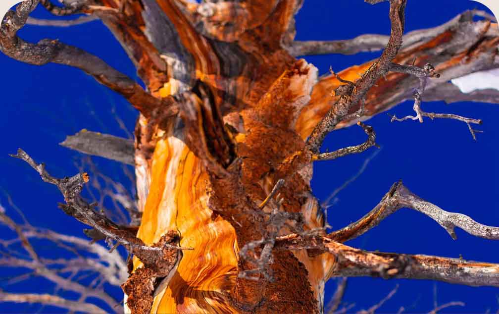 The branches of a dead tree against a blue sky.