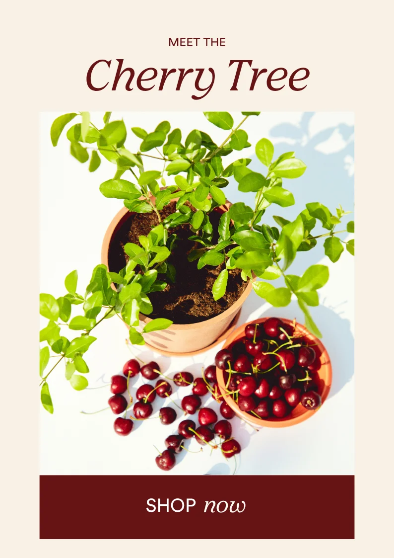 shop the cherry tree