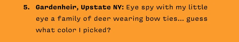 5. Gardenheir, Upstate NY: Eye spy with my little eye a family of deer wearing bow ties… guess what color I picked?