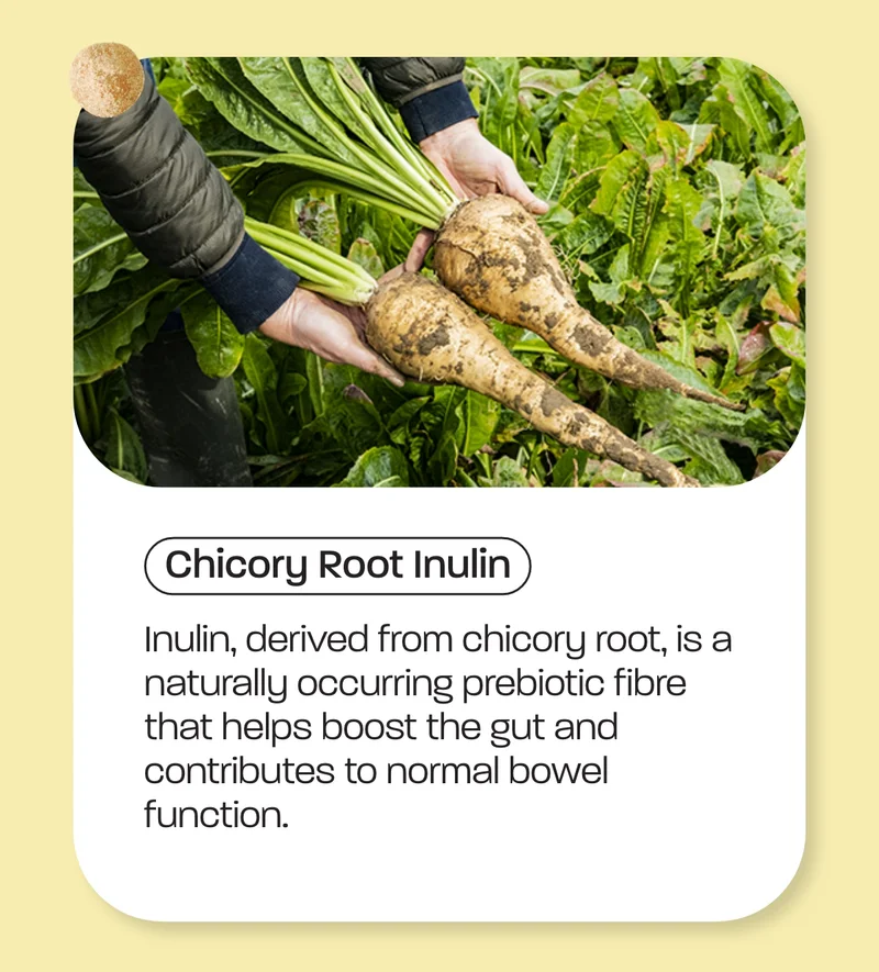 Chicory Root Inulin