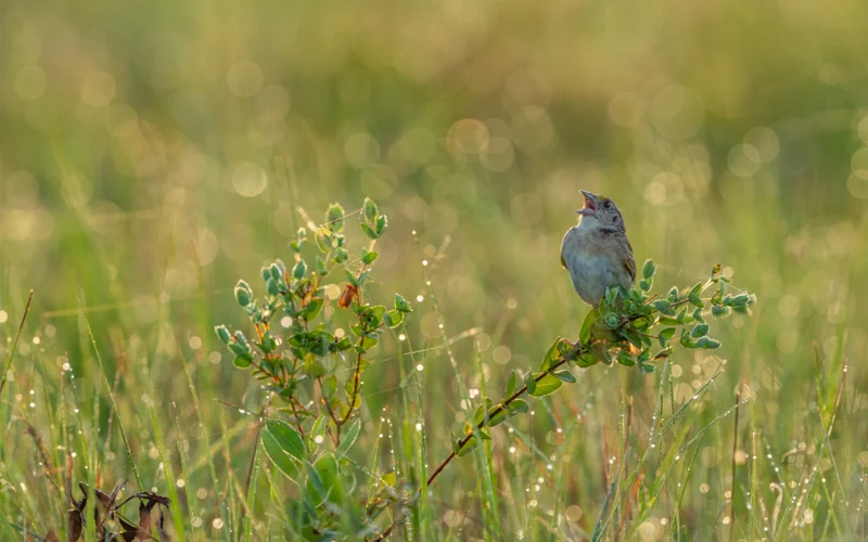 A Florida grasshopper sparrow sings from its perch in the Florida prairie at dawn.