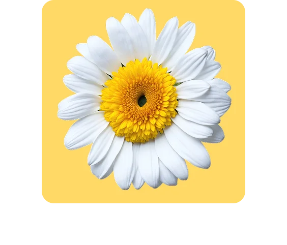 flower on a yellow background
