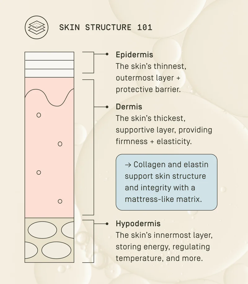 Skin Structure 101