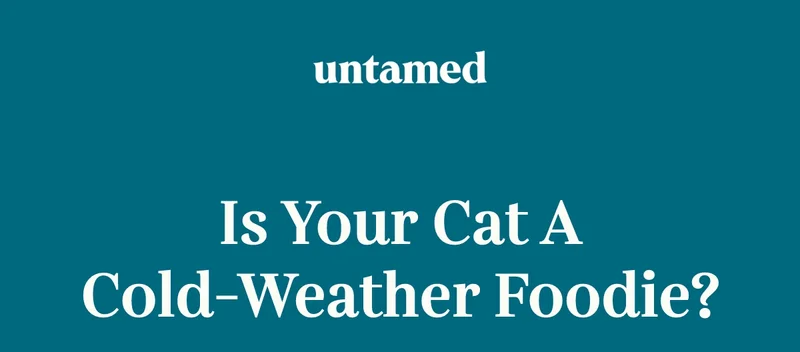 Is your cat a cold-weather foodie?
