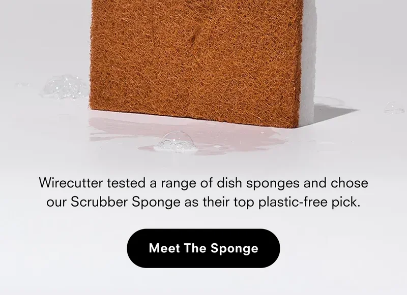 Meet the sponge
