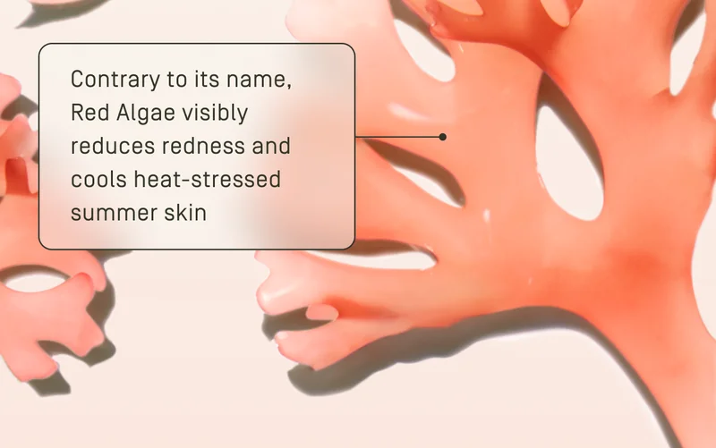 Red Algae visibly reduces redness and cools heat-stressed summer skin