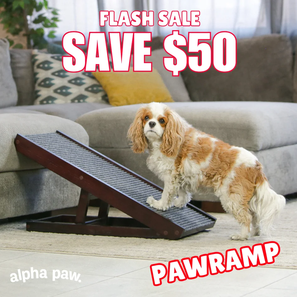 Pawramp Spring Pawramp Spring