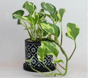 Cottage Farms 1pc Pearls and Jade Pothos