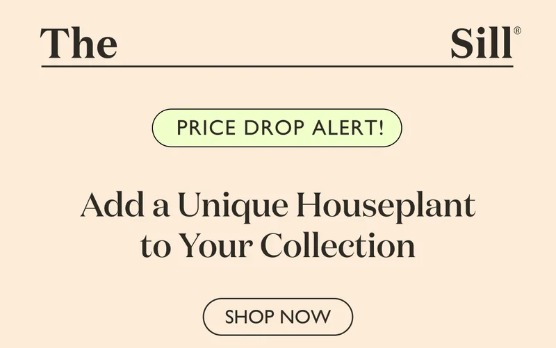 Add a Unique Houseplant to Your Collection