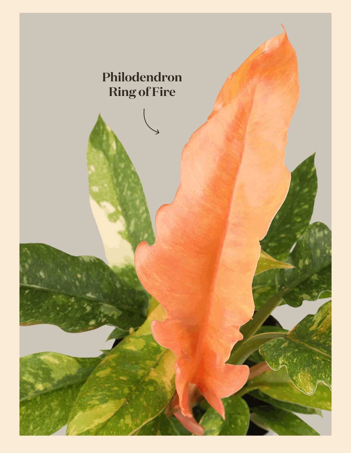 Philodendron Ring of Fire, Philodendron White Wizard, Monstera Thai Constellation