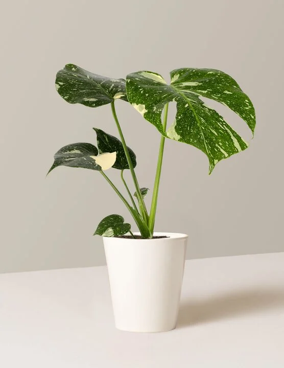 Image of Monstera ‘Thai Constellation’
