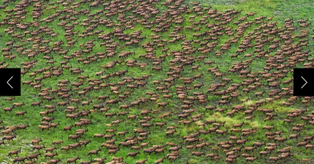 The migrating animals move seasonally from south to north, grazing on nutrient-rich grasslands that can be found in protected areas like Badingilo National Park, where many spend the wet season.