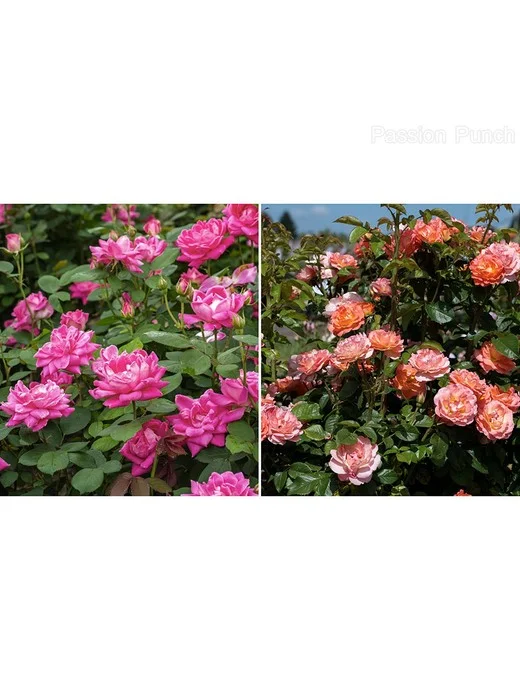 Cottage Farms 3-Piece 25th Anniversary Knock Out Rose Bareroot Plants