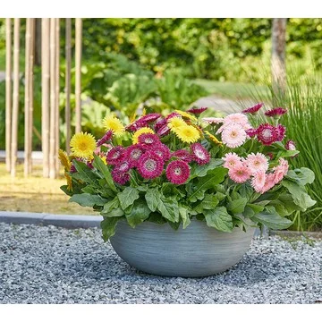 Roberta's 4-Piece Double Majestic Gerber Daisy Live Plants