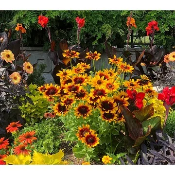 Roberta's 1-pc Minibeckia 'Flame' Live Plant