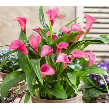 Roberta's 5pc Long Blooming Calla Lillies Live Bulbs W/ Sample Food