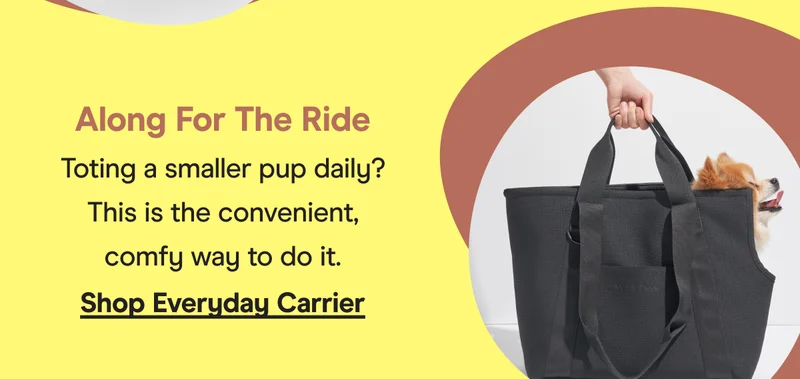 everyday carrier