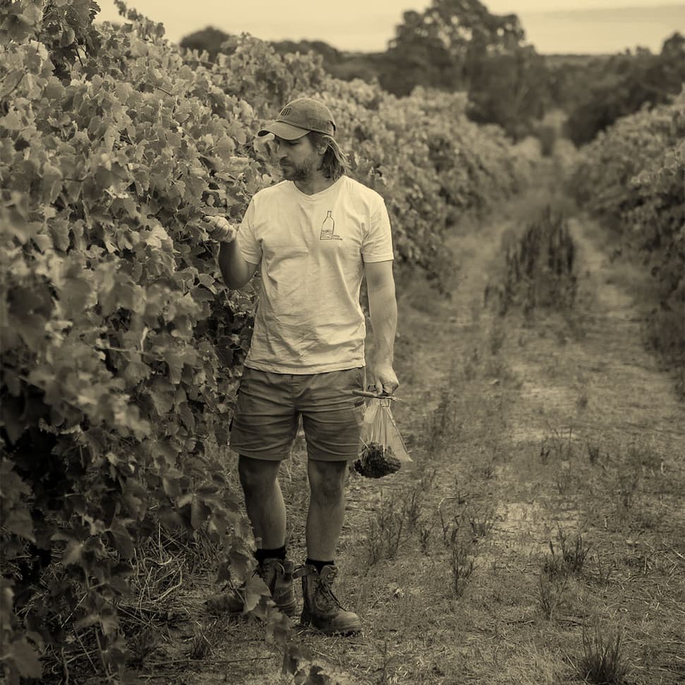 Photo of winemaker Sam Berketa in the vineyard checking on grapes.