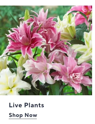 Live Plants