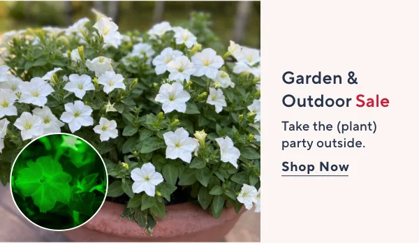 garden & outdoor