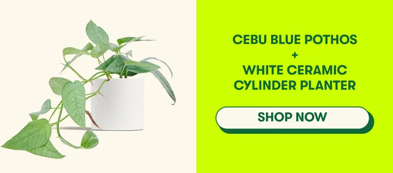 Cebu Blue Pothos + White Ceramic Cylinder Planter [SHOP NOW]