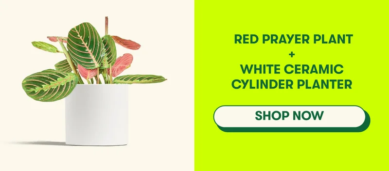 ed Prayer Plant + White Ceramic Cylinder Planter  [SHOP NOW]