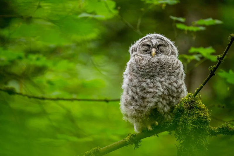 If you're slow to get going in the morning, your chronotype—or your body clock's natural sleep cycle—might be an owl, named for the mostly nocturnal animals like this barred owl sleeping in a tree in Washington State. Early risers, meanwhile, are known as larks.