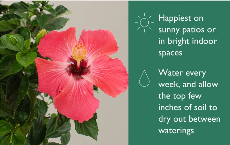 Happiest on sunny patios or in bight indoor spaces