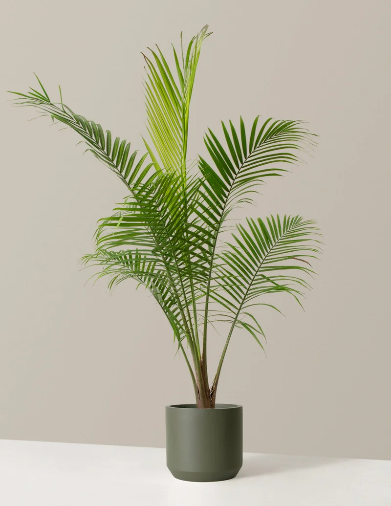 Image of Large Majesty Palm