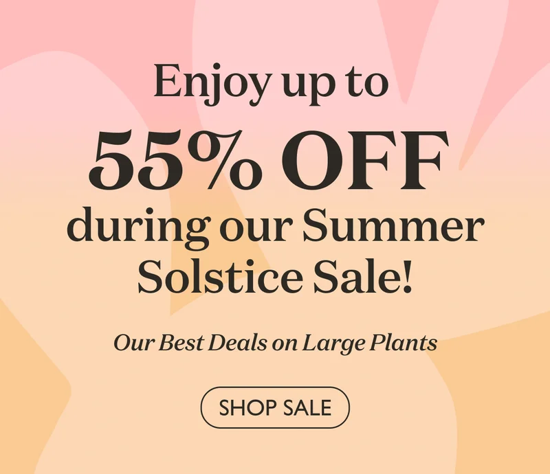 Shop 55% OFF our Summer Solstice Sale