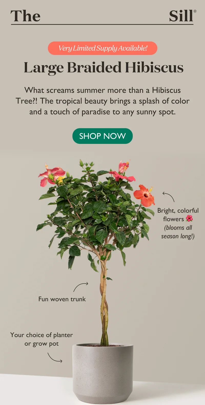 Shop Large Braided Hibiscus Tree