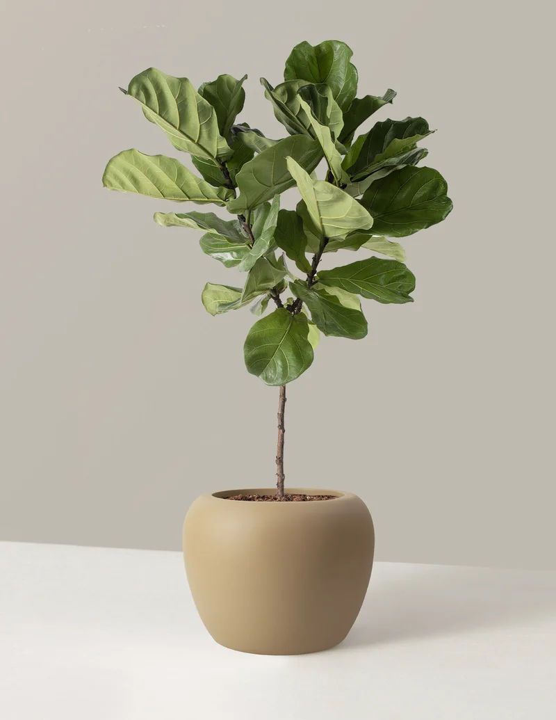 Image of Large Fiddle Leaf Fig