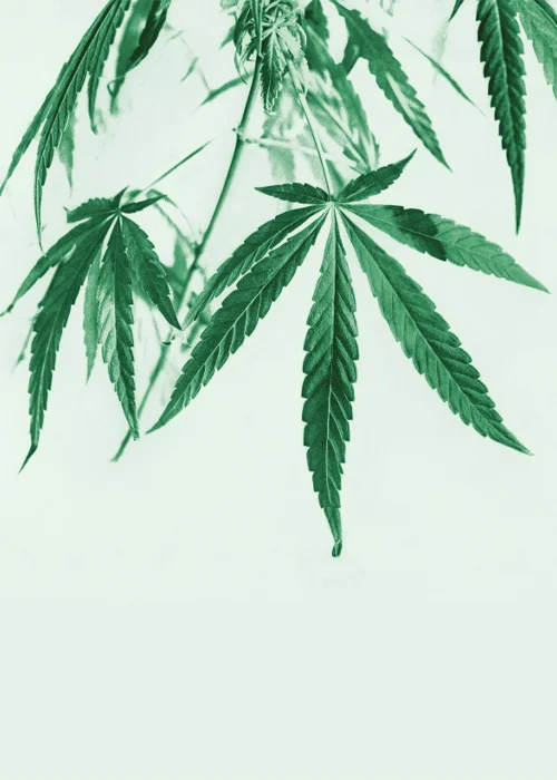 Hospitalizations linked to cannabinoid hyperemesis syndrome (CHS)—a condition associated with frequent, long-term use of marijuana—doubled from 2017 to 2021. Researchers are still trying to understand what makes some people so vulnerable to CHS.