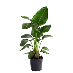 Up to 20% Off Select Costa Farms House Plants