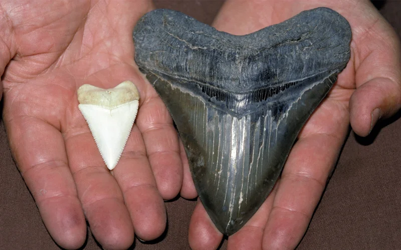 A modern great white shark tooth compared to a fossilized megalodon tooth.