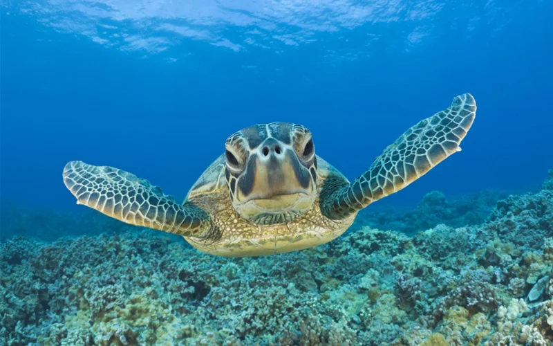 A green sea turtle cruises off the coast of Maui, Hawaii.