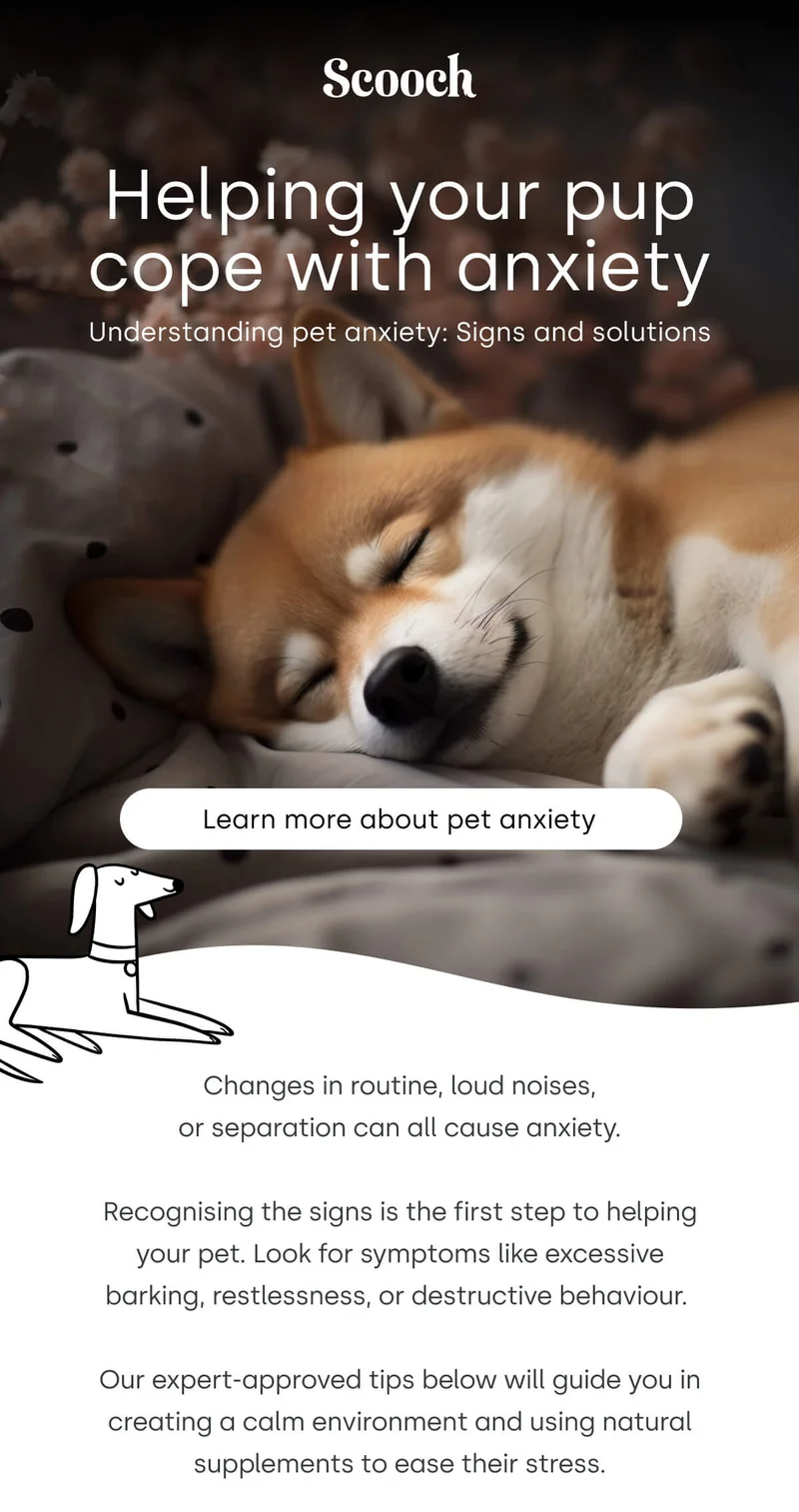Helping your pup cope with anxiety - Learn more