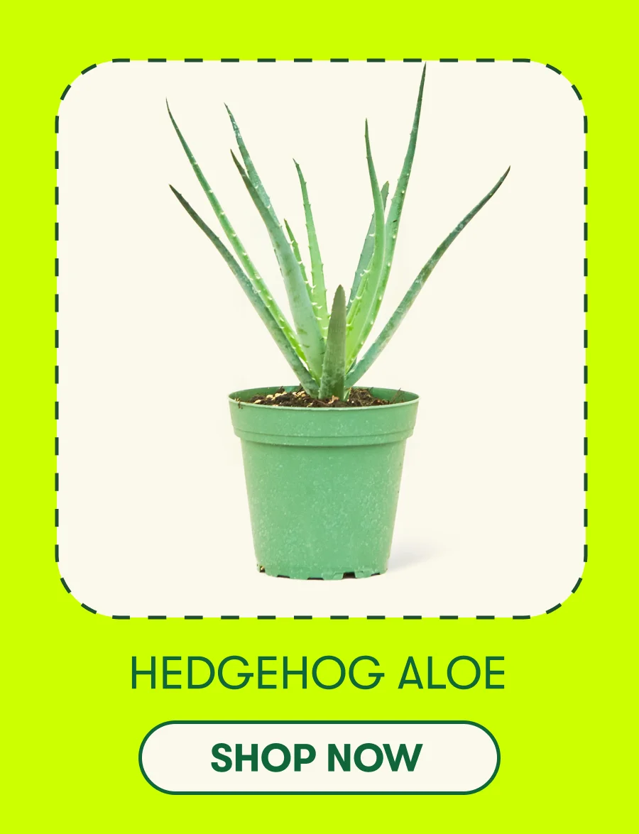 Hedgehog Aloe