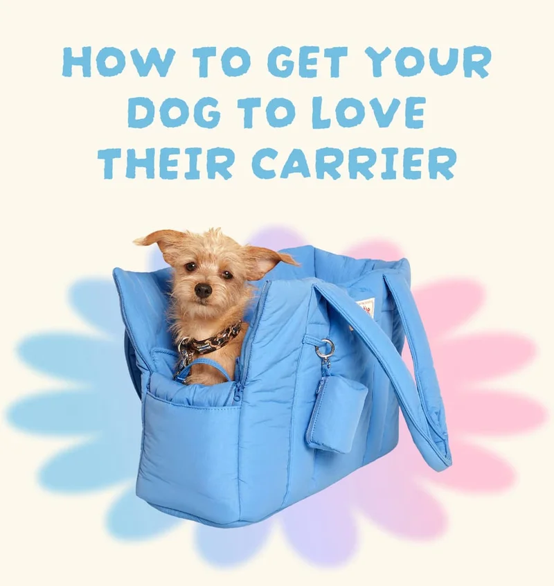 How to get your dog to love their carrier
