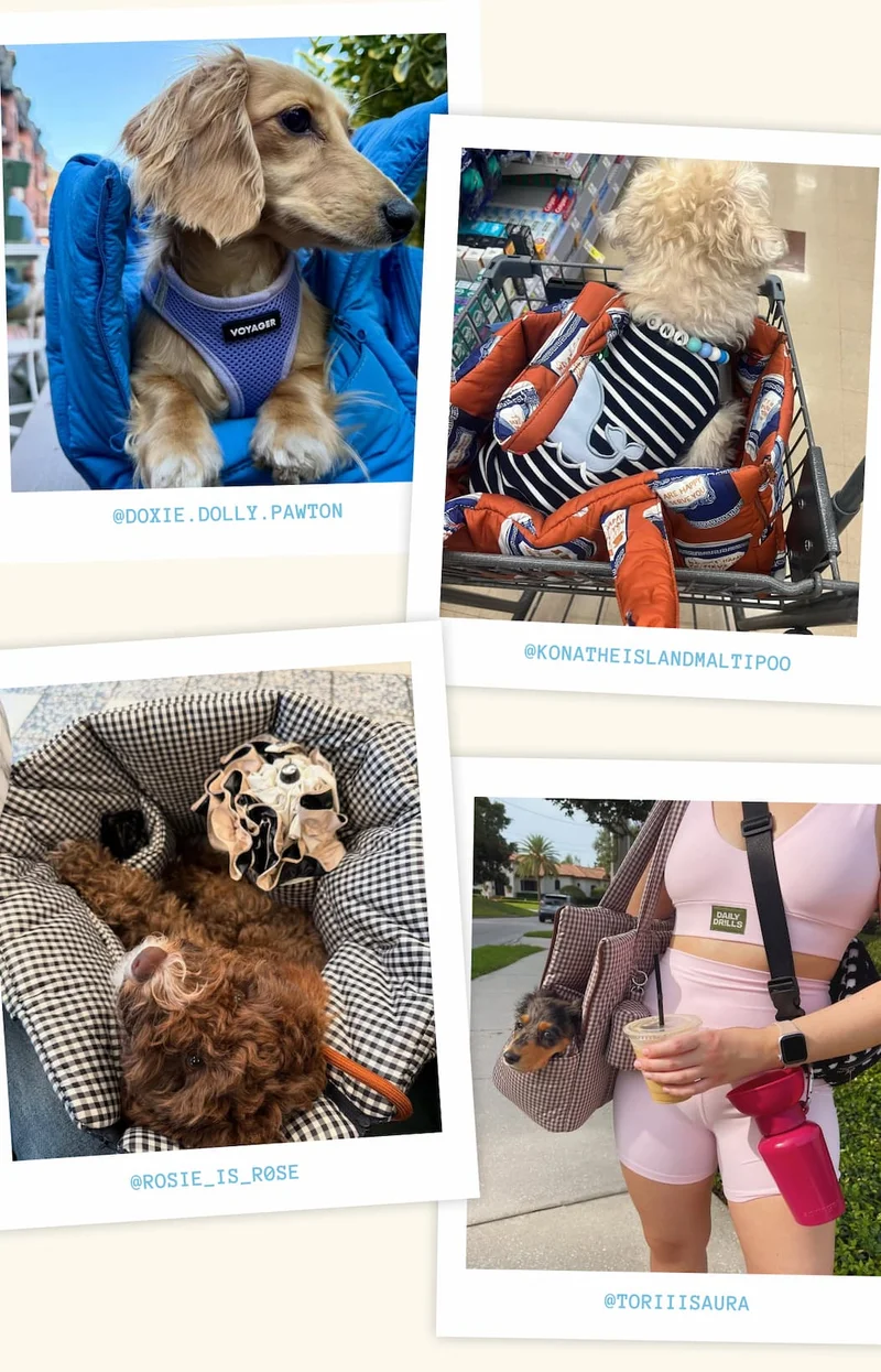 Dogs Photos