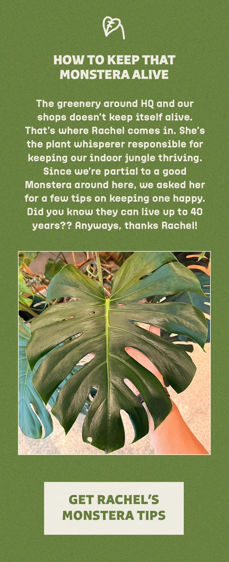 How to Keep That Monstera Alive How to Keep That Monstera Alive