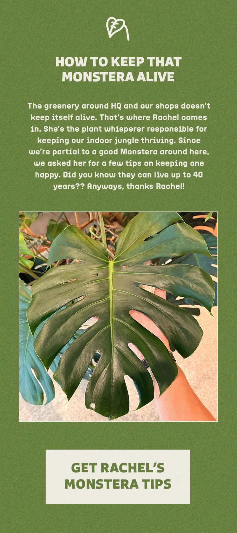 How to Keep That Monstera Alive