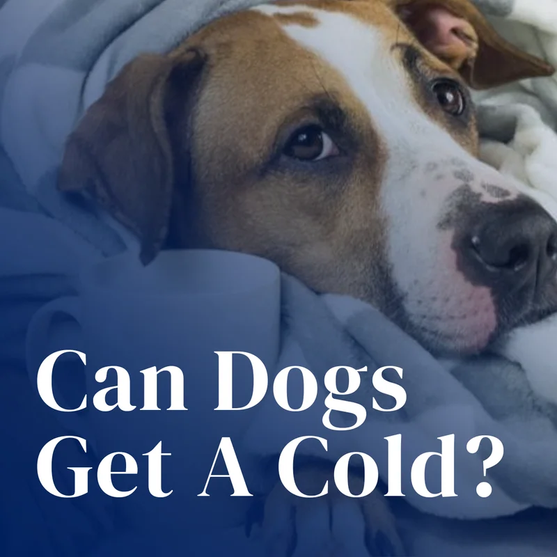 PawProof Blanket